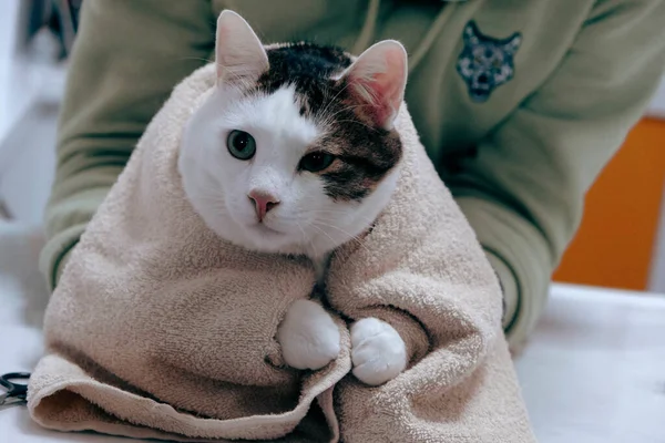 Niedliche Kranke Katze Wartet Auf Den Tierarzt — Stockfoto