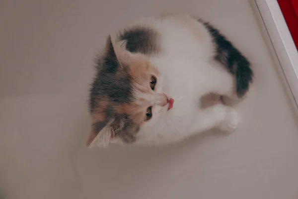 Cute Sick Cat Waiting Vet — Stock Photo, Image