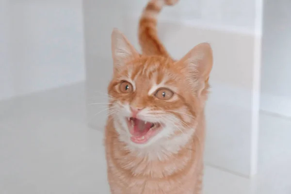 Lindo Gato Enfermo Esperando Veterinario — Foto de Stock