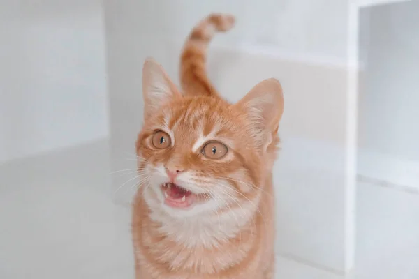 Gato Doente Bonito Espera Veterinário — Fotografia de Stock