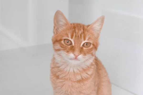 Милий Хворий Кіт Чекає Ветеринара — стокове фото