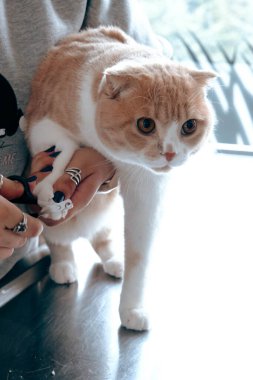 Tatlı hasta kedi veterineri bekliyor.