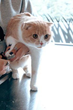 Tatlı hasta kedi veterineri bekliyor.