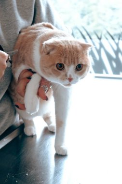 Tatlı hasta kedi veterineri bekliyor.