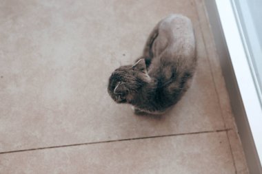 Tatlı hasta kedi veterineri bekliyor.