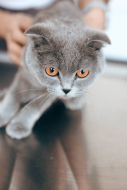 Tatlı hasta kedi veterineri bekliyor.