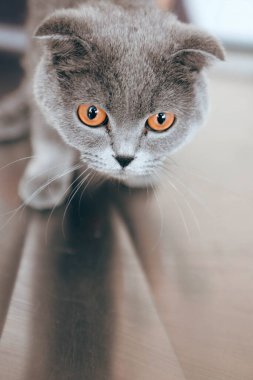 Tatlı hasta kedi veterineri bekliyor.