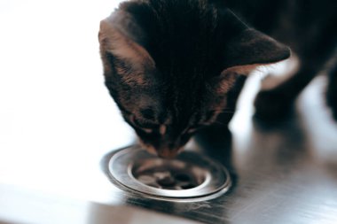 Tatlı hasta kedi veterineri bekliyor.