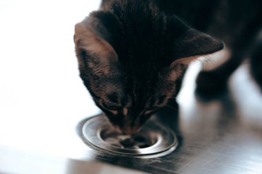 Tatlı hasta kedi veterineri bekliyor.