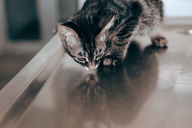 Tatlı hasta kedi veterineri bekliyor.