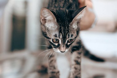 Tatlı hasta kedi veterineri bekliyor.