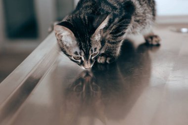 Tatlı hasta kedi veterineri bekliyor.