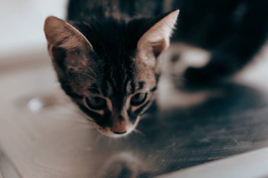 Tatlı hasta kedi veterineri bekliyor.