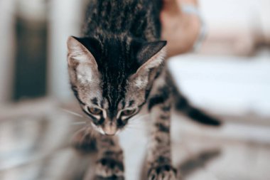 Tatlı hasta kedi veterineri bekliyor.