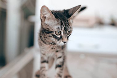 Tatlı hasta kedi veterineri bekliyor.