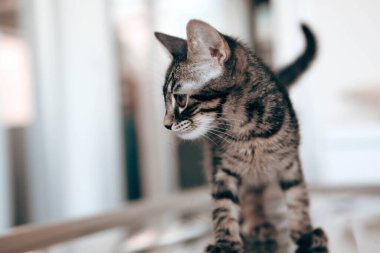 Tatlı hasta kedi veterineri bekliyor.