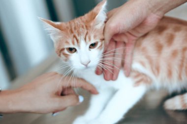 Tatlı hasta kedi veterineri bekliyor.