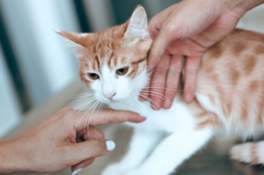 Tatlı hasta kedi veterineri bekliyor.