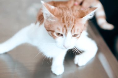 Tatlı hasta kedi veterineri bekliyor.