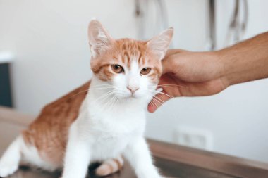 Tatlı hasta kedi veterineri bekliyor.