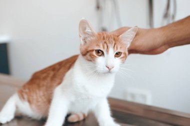 Tatlı hasta kedi veterineri bekliyor.