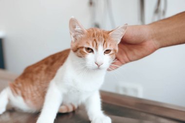 Tatlı hasta kedi veterineri bekliyor.