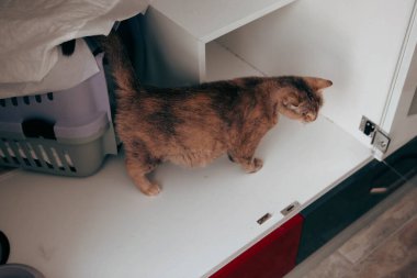 Tatlı hasta kedi veterineri bekliyor.