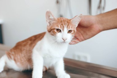 Tatlı hasta kedi veterineri bekliyor.