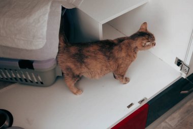 Tatlı hasta kedi veterineri bekliyor.