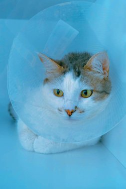 Tatlı hasta kedi veterineri bekliyor.