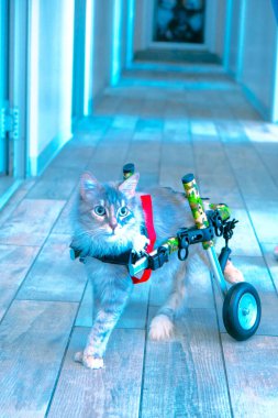 Tatlı hasta kedi veterineri bekliyor.