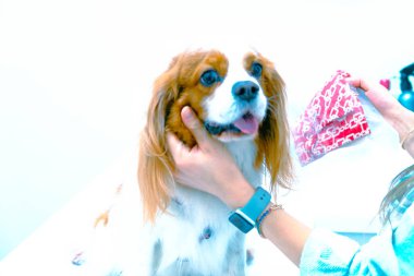 Tatlı hasta kedi veterineri bekliyor.