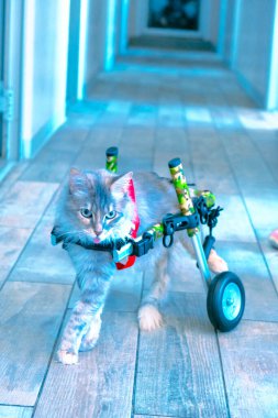 Tatlı hasta kedi veterineri bekliyor.