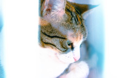 Tatlı hasta kedi veterineri bekliyor.