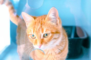 Tatlı hasta kedi veterineri bekliyor.