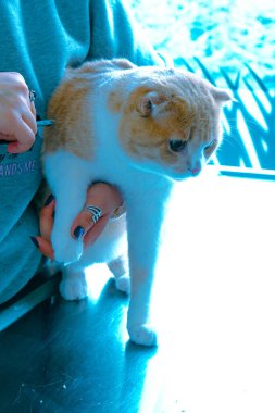 Tatlı hasta kedi veterineri bekliyor.