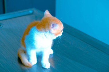 Tatlı hasta kedi veterineri bekliyor.