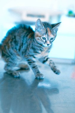 Tatlı hasta kedi veterineri bekliyor.