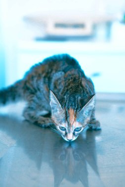 Tatlı hasta kedi veterineri bekliyor.