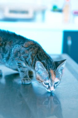 Tatlı hasta kedi veterineri bekliyor.