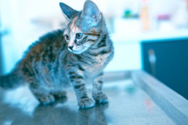 Tatlı hasta kedi veterineri bekliyor.