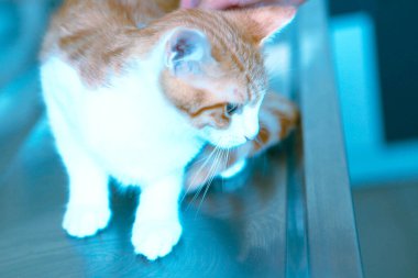 Tatlı hasta kedi veterineri bekliyor.