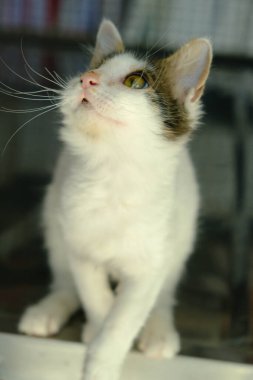 Tatlı hasta kedi veterineri bekliyor.