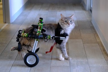 Tatlı hasta kedi veterineri bekliyor.