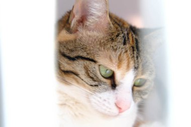 Tatlı hasta kedi veterineri bekliyor.