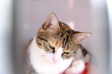 Tatlı hasta kedi veterineri bekliyor.