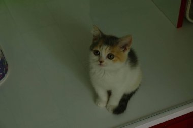 Tatlı hasta kedi veterineri bekliyor.