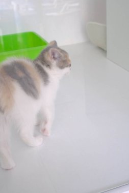 Tatlı hasta kedi veterineri bekliyor.