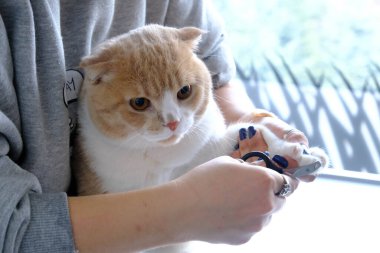 Tatlı hasta kedi veterineri bekliyor.