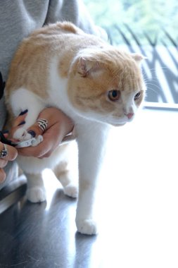 Tatlı hasta kedi veterineri bekliyor.